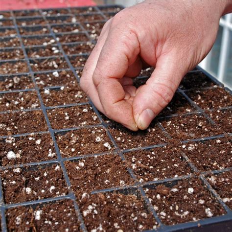 Best Seed Starter Soil
