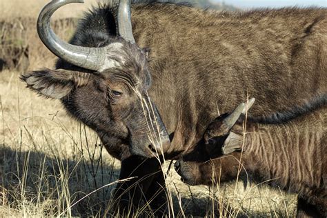 Big Tits Moms Photos, Download The BEST Free Big Tits Moms Stock Photos ...