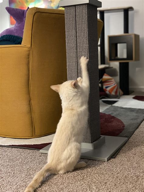 SmartCat Ultimate Scratching Post Review