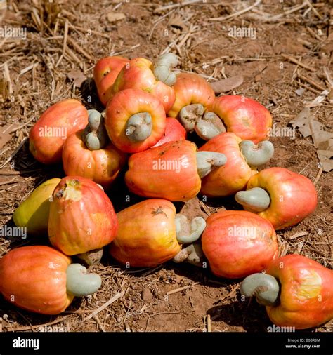 Freshly harvested cashew apple fruits, each with shelled seed of cashew ...