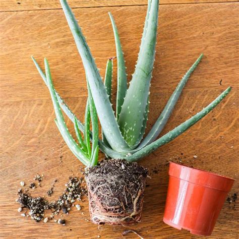 How To Grow Aloe Vera Plant From Cuttings at Harry Richey blog