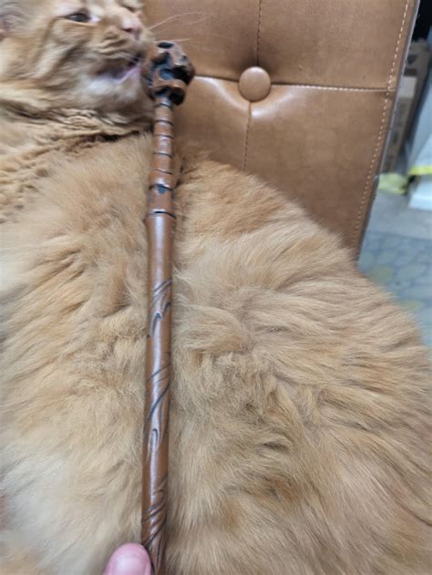 Why is the death eater wand my Grandpa got me brown? (Cat for scale) : r/harrypotter