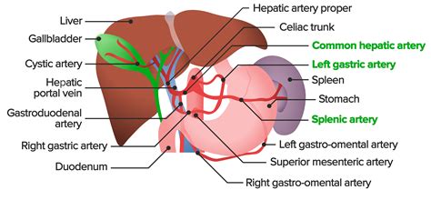 Liver: Anatomy | Concise Medical Knowledge