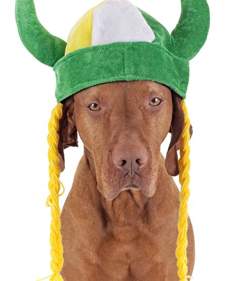 Vizsla Lifespan: How Long Do Vizslas Live? - A-Z Animals