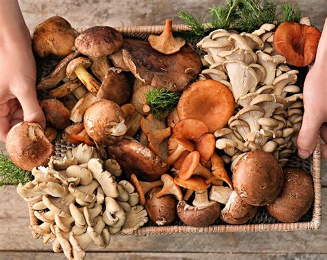 14 Popular Types Of Mushrooms And What To Cook With Them - SideChef