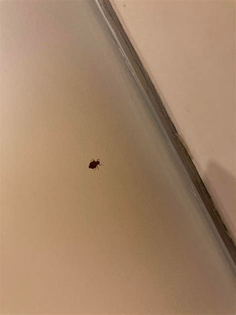 Found in a bathroom in a five star hotel in Dubai. Is there any doubt? : r/Bedbugs