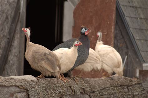 Domestic Guinea Fowl Colors - Backyard Poultry