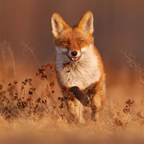 Seeing A Fox During The Day: Spiritual Meaning - Awakening State