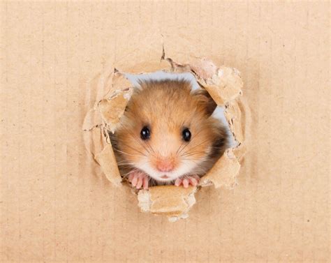 Interesting Facts About Hamsters - Top 10!
