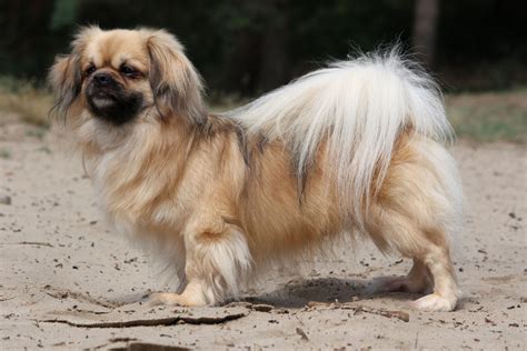 Tibetan Spaniel