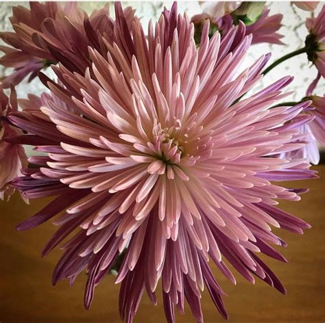Golden Spider Mum Wedding Flowers Online