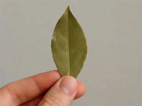 Dónde hay que poner hojas de laurel en casa para atraer la abundancia ...