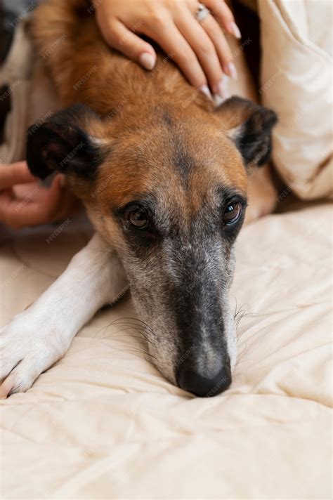 How Do You Get Rid Of Jaundice In Dogs