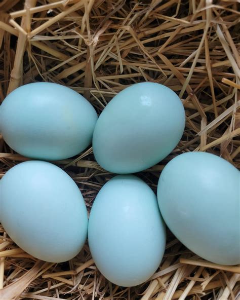 Ameraucana Fertile Hatching Eggs Blue Egg Layer - Chicken Scratch Poultry