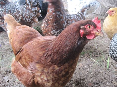 Top 10 Egg Laying Chickens at Herman Dunlap blog