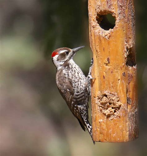 6 Reasons Why Woodpeckers Love Pecking Wood
