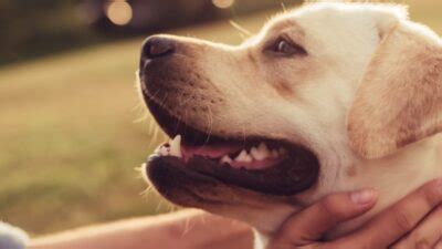 Dog Smegma: Causes and Information | Great Pet Care