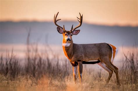 Virginia Deer Season 2025: VA Deer Hunting Guide [Dates, Rules, Bags ...