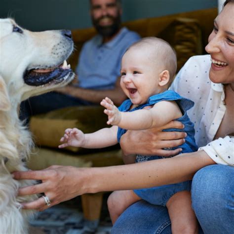 Which Dog Is Best For Family