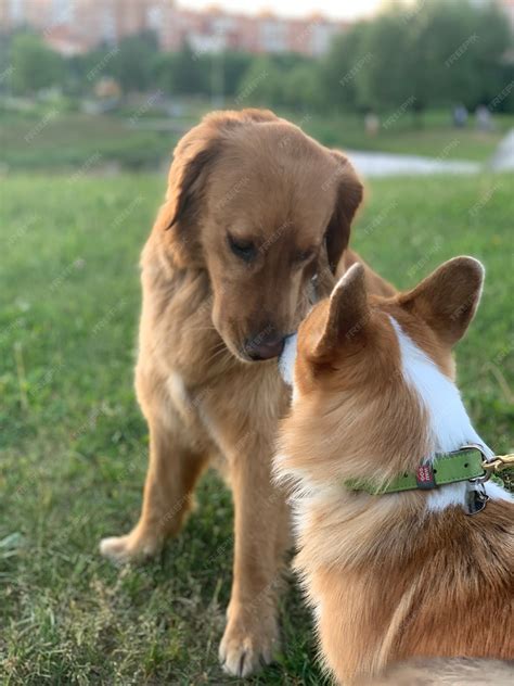 Golden Retriever Corgi