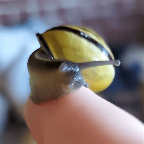 What flavor of garden snail is this, and what is normal for him to do ...