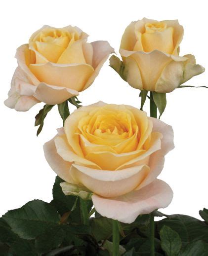 Rose - 'Ambrosia' | Rose varieties, Flower show, Garden styles
