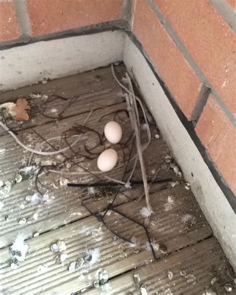 𝙙𝙞𝙧𝙩 ☯︎ on Instagram: "Pigeons are really bad at making nests. Pigeons don’t know how to make ...