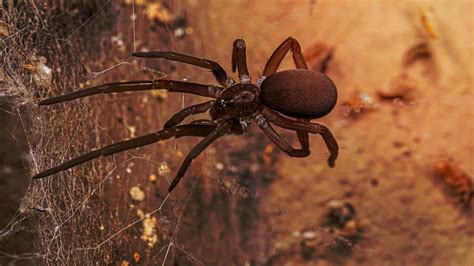 Southern House Spider Animal Facts - Kukulcania Hibernalis - A-Z Animals