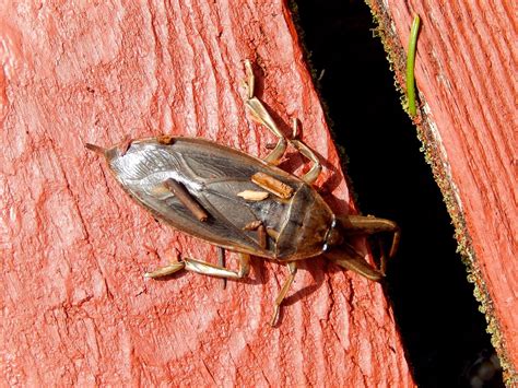 Giant Water Bug Flying
