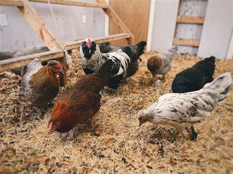 The Best Material For Chicken Coop Floors: A Complete Guide