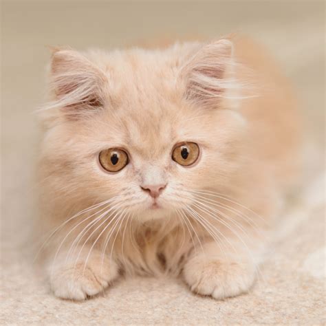 Cat Symbolism: Understanding the Cultural Significance of Felines