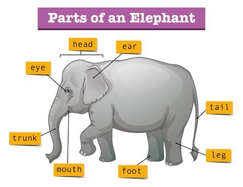 Diagram showing parts of elephant 431440 Vector Art at Vecteezy