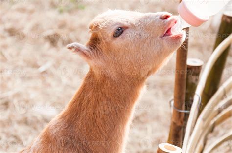 feeding baby goat with milk bottle at farm,Feed the hungry goat with ...
