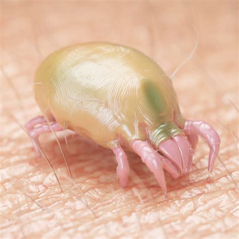 17 Common House Bugs to Know - What Insects Live in Houses?