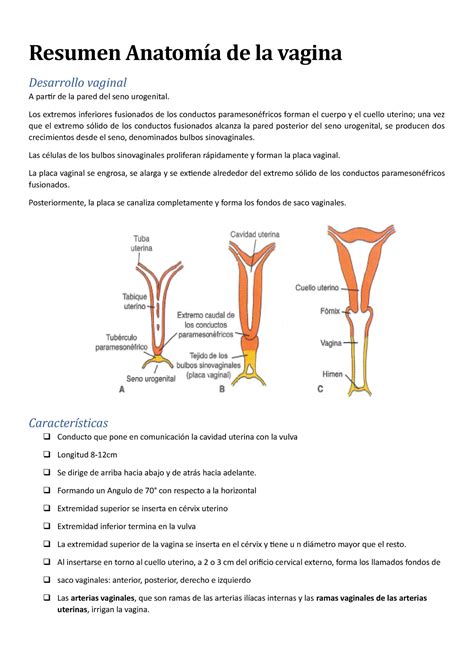 Resumen Anatomía de los genitales internos - Resumen Anatomía de la ...