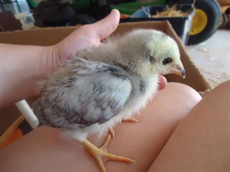 Sexing 3 week old chicks? * PICTURE HEAVY* | BackYard Chickens