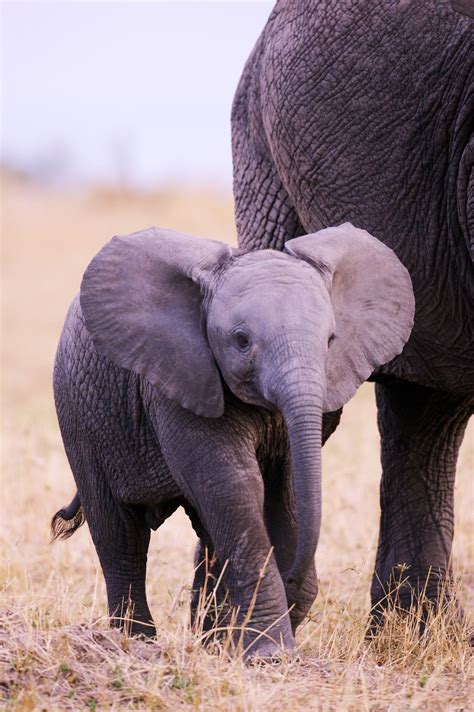 Zimbabwe Baby Elephant