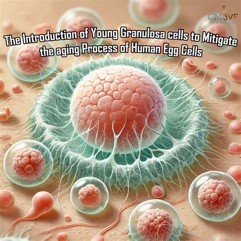 ศูนย์รักษาผู้มีบุตรยาก เด็กหลอดแก้ว เชียงใหม่ เชียงใหม่ ไอ.วี.เอฟ. สห ...