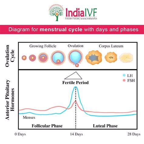 WebMD Ovulation Calculator
