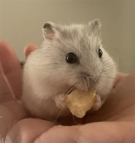Hey! This is my hammie, I have had him for over a year now, my question ...