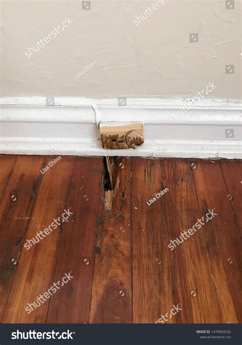 Hole Wood Floor Caused By Termite Stock Photo 1476843326 | Shutterstock