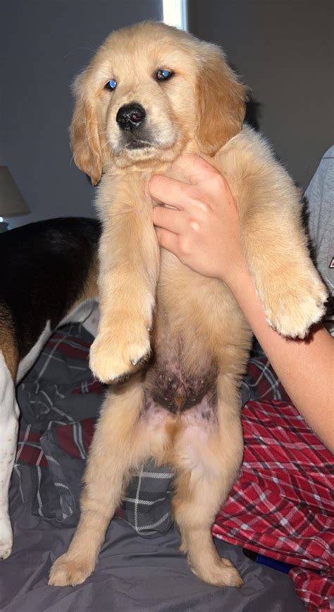 Do Golden Retrievers Have Black Noses