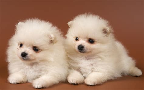 Pomeranian spitz-dogs wallpapers and images - wallpapers, pictures, photos