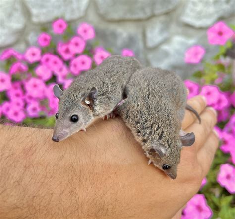 Short Tailed Opossum Animals For Sale | Millersburg, OH #442720