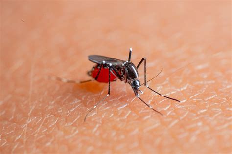 Different Types of Mosquito Species in the US | EcoGuard