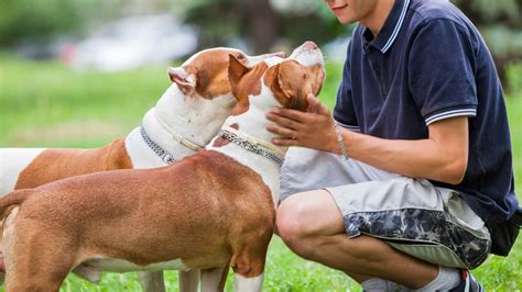 7 Dog Breeds That Love Their Humans 'More Than Life Itself' EN Pet YOLO