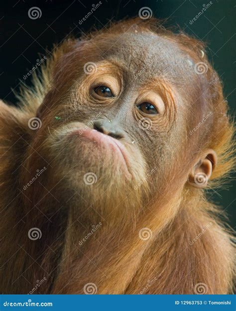 Monkey Making Funny Face