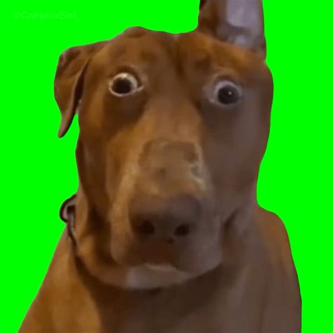 [GREEN SCREEN] Brown Dog with Shocked face Meme Template - Belle the ...