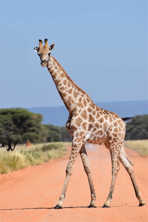 Top Wildlife Of Kenya Every Safari Goer Needs To See