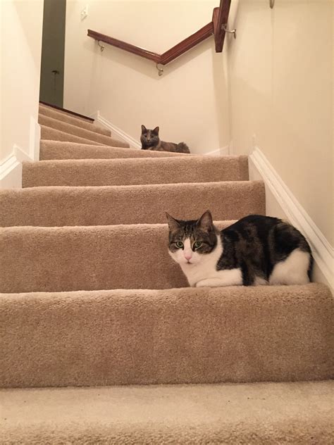 How To Keep Cats From Going Down Stairs at Crystal Molden blog